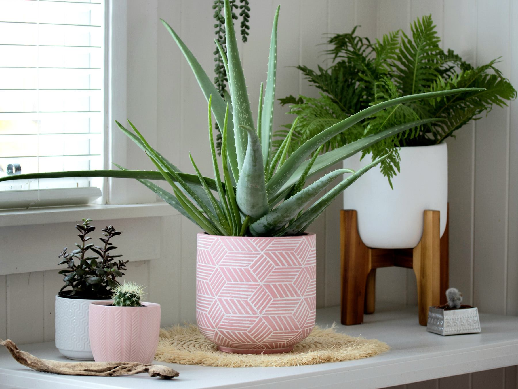 When choosing indoor plants, availability of light is key.