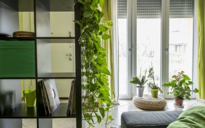 Benefits of Indoor Plants