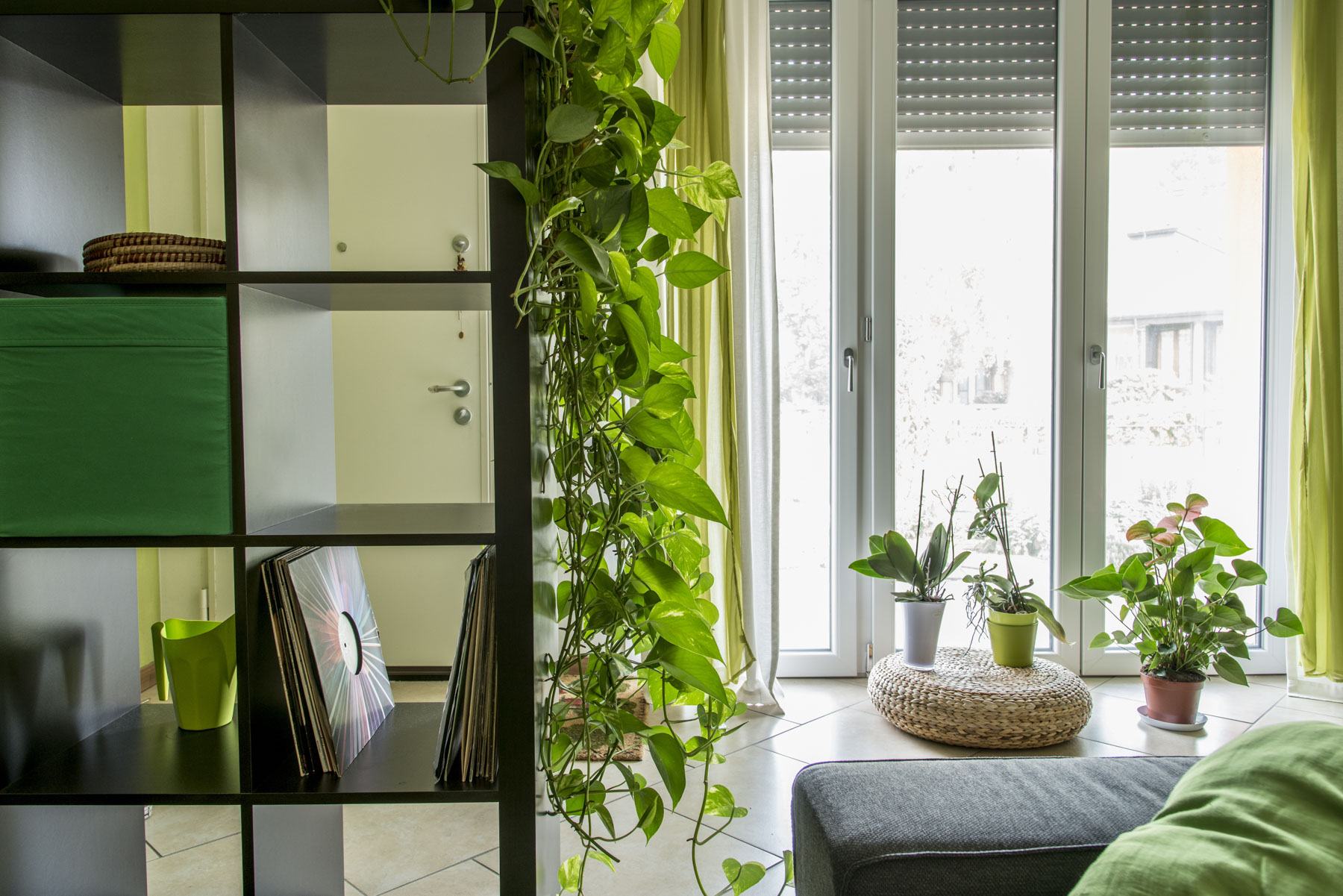 Leafy greenery on indoor plants can have great health benefits.